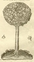 An illustration from Gulielmi Pisonis ... De Indiae utriusque re naturali et medica libri quatuordecim ?quorum contenta pagina sequens exhibet. (1658)