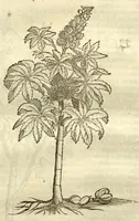 An illustration from Gulielmi Pisonis ... De Indiae utriusque re naturali et medica libri quatuordecim ?quorum contenta pagina sequens exhibet. (1658)
