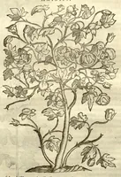 Picture 30 of 49 from Gulielmi Pisonis ... De Indiae utriusque re naturali et medica libri quatuordecim ?quorum contenta pagina sequens exhibet. (1658), leaf 208