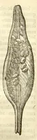An illustration from Gulielmi Pisonis ... De Indiae utriusque re naturali et medica libri quatuordecim ?quorum contenta pagina sequens exhibet. (1658)