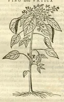 Picture 33 of 49 from Gulielmi Pisonis ... De Indiae utriusque re naturali et medica libri quatuordecim ?quorum contenta pagina sequens exhibet. (1658), leaf 257