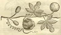 Picture 34 of 49 from Gulielmi Pisonis ... De Indiae utriusque re naturali et medica libri quatuordecim ?quorum contenta pagina sequens exhibet. (1658), leaf 270