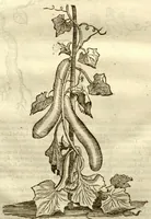 Picture 36 of 49 from Gulielmi Pisonis ... De Indiae utriusque re naturali et medica libri quatuordecim ?quorum contenta pagina sequens exhibet. (1658), leaf 286
