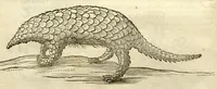 Picture 42 of 49 from Gulielmi Pisonis ... De Indiae utriusque re naturali et medica libri quatuordecim ?quorum contenta pagina sequens exhibet. (1658), leaf 456
