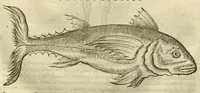 Picture 43 of 49 from Gulielmi Pisonis ... De Indiae utriusque re naturali et medica libri quatuordecim ?quorum contenta pagina sequens exhibet. (1658), leaf 468