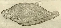 Picture 44 of 49 from Gulielmi Pisonis ... De Indiae utriusque re naturali et medica libri quatuordecim ?quorum contenta pagina sequens exhibet. (1658), leaf 474