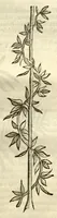Picture 45 of 49 from Gulielmi Pisonis ... De Indiae utriusque re naturali et medica libri quatuordecim ?quorum contenta pagina sequens exhibet. (1658), leaf 487