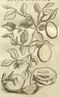 Picture 46 of 49 from Gulielmi Pisonis ... De Indiae utriusque re naturali et medica libri quatuordecim ?quorum contenta pagina sequens exhibet. (1658), leaf 494