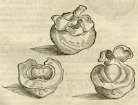 An illustration from Gulielmi Pisonis ... De Indiae utriusque re naturali et medica libri quatuordecim ?quorum contenta pagina sequens exhibet. (1658)