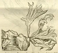 An illustration from Gulielmi Pisonis ... De Indiae utriusque re naturali et medica libri quatuordecim ?quorum contenta pagina sequens exhibet. (1658)