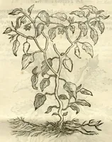 Picture 49 of 49 from Gulielmi Pisonis ... De Indiae utriusque re naturali et medica libri quatuordecim ?quorum contenta pagina sequens exhibet. (1658), leaf 527