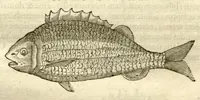 Picture 2 of 49 from Gulielmi Pisonis ... De Indiae utriusque re naturali et medica libri quatuordecim ?quorum contenta pagina sequens exhibet. (1658), leaf 73