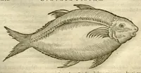 An illustration from Gulielmi Pisonis ... De Indiae utriusque re naturali et medica libri quatuordecim ?quorum contenta pagina sequens exhibet. (1658)