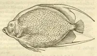 Picture 4 of 49 from Gulielmi Pisonis ... De Indiae utriusque re naturali et medica libri quatuordecim ?quorum contenta pagina sequens exhibet. (1658), leaf 77