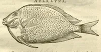 Picture 5 of 49 from Gulielmi Pisonis ... De Indiae utriusque re naturali et medica libri quatuordecim ?quorum contenta pagina sequens exhibet. (1658), leaf 77
