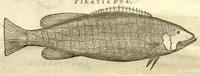 Picture 6 of 49 from Gulielmi Pisonis ... De Indiae utriusque re naturali et medica libri quatuordecim ?quorum contenta pagina sequens exhibet. (1658), leaf 82