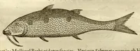 Picture 7 of 49 from Gulielmi Pisonis ... De Indiae utriusque re naturali et medica libri quatuordecim ?quorum contenta pagina sequens exhibet. (1658), leaf 82