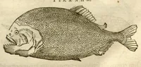 Picture 9 of 49 from Gulielmi Pisonis ... De Indiae utriusque re naturali et medica libri quatuordecim ?quorum contenta pagina sequens exhibet. (1658), leaf 91