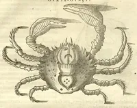 Picture 10 of 49 from Gulielmi Pisonis ... De Indiae utriusque re naturali et medica libri quatuordecim ?quorum contenta pagina sequens exhibet. (1658), leaf 97