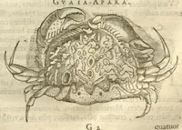 Picture 11 of 49 from Gulielmi Pisonis ... De Indiae utriusque re naturali et medica libri quatuordecim ?quorum contenta pagina sequens exhibet. (1658), leaf 97