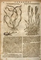 An illustration from Caspari Bauhini Pinax Theatri botanici : sive Index in Theophrasti, Dioscoridis, Plinii et botanicorum qui à seculo scripserunt opera : plantarum circiter sex millium ab ipsis exhibitarum nomina cum earundem synonymiis & differentiis methodice secundum genera & species proponens : opus XL. annorum ... (1671)