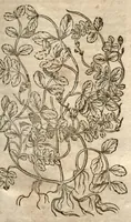 An illustration from Caspari Bauhini Pinax Theatri botanici : sive Index in Theophrasti, Dioscoridis, Plinii et botanicorum qui à seculo scripserunt opera : plantarum circiter sex millium ab ipsis exhibitarum nomina cum earundem synonymiis & differentiis methodice secundum genera & species proponens : opus XL. annorum ... (1671)