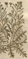 Picture 7 of 9 from Caspari Bauhini Pinax Theatri botanici : sive Index in Theophrasti, Dioscoridis, Plinii et botanicorum qui à seculo scripserunt opera : plantarum circiter sex millium ab ipsis exhibitarum nomina cum earundem synonymiis & differentiis methodice secundum genera & species proponens : opus XL. annorum ... (1671), leaf 605