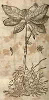 Picture 8 of 9 from Caspari Bauhini Pinax Theatri botanici : sive Index in Theophrasti, Dioscoridis, Plinii et botanicorum qui à seculo scripserunt opera : plantarum circiter sex millium ab ipsis exhibitarum nomina cum earundem synonymiis & differentiis methodice secundum genera & species proponens : opus XL. annorum ... (1671), leaf 666