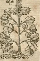 An illustration from Caspari Bauhini Pinax Theatri botanici : sive Index in Theophrasti, Dioscoridis, Plinii et botanicorum qui à seculo scripserunt opera : plantarum circiter sex millium ab ipsis exhibitarum nomina cum earundem synonymiis & differentiis methodice secundum genera & species proponens : opus XL. annorum ... (1671)