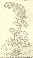 Picture 2 of 2 from Herbarum vivae eiconeb [sic] ad nature? imitationem,summa cum diligentia et artificio effigiate?, una? cum effectibus earundem, in gratiam veteris illius, & jamjam renascentis herbariae medicinae ... Quibus adjecta ad calem, appendix isagogica de usu & administratione simplicium ... (1530), leaf 102
