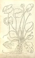 An illustration from Herbarum vivae eiconeb [sic] ad nature? imitationem,summa cum diligentia et artificio effigiate?, una? cum effectibus earundem, in gratiam veteris illius, & jamjam renascentis herbariae medicinae ... Quibus adjecta ad calem, appendix isagogica de usu & administratione simplicium ... (1530)