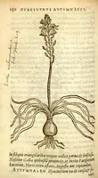 Picture 1 of 7 from Florum, et coronarianum odoratarumque nonnullarum herbarum historia /Remberto Dodonaeo ... auctore. (1569), leaf 180