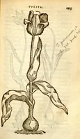Picture 2 of 7 from Florum, et coronarianum odoratarumque nonnullarum herbarum historia /Remberto Dodonaeo ... auctore. (1569), leaf 205