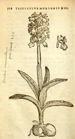 Picture 3 of 7 from Florum, et coronarianum odoratarumque nonnullarum herbarum historia /Remberto Dodonaeo ... auctore. (1569), leaf 214