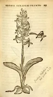 An illustration from Florum, et coronarianum odoratarumque nonnullarum herbarum historia /Remberto Dodonaeo ... auctore. (1569)