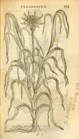 Picture 5 of 7 from Florum, et coronarianum odoratarumque nonnullarum herbarum historia /Remberto Dodonaeo ... auctore. (1569), leaf 233