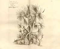 An illustration from Hortus Indicus Malabaricus ?continens regni Malabarici apud Indos cereberrimi onmis generis plantas rariores, Latinas, Malabaricis, Arabicis, Brachmanum charactareibus hominibusque expressas ... /adornatus per Henricum van Rheede, van Draakenstein, ... et Johannem Casearium ... ; notis adauxit, & commentariis illustravit Arnoldus Syen ... (1678)