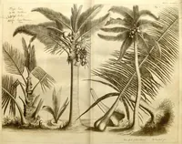 An illustration from Hortus Indicus Malabaricus ?continens regni Malabarici apud Indos cereberrimi onmis generis plantas rariores, Latinas, Malabaricis, Arabicis, Brachmanum charactareibus hominibusque expressas ... /adornatus per Henricum van Rheede, van Draakenstein, ... et Johannem Casearium ... ; notis adauxit, & commentariis illustravit Arnoldus Syen ... (1678)