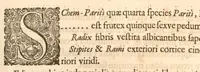 An illustration from Hortus Indicus Malabaricus ?continens regni Malabarici apud Indos cereberrimi onmis generis plantas rariores, Latinas, Malabaricis, Arabicis, Brachmanum charactareibus hominibusque expressas ... /adornatus per Henricum van Rheede, van Draakenstein, ... et Johannem Casearium ... ; notis adauxit, & commentariis illustravit Arnoldus Syen ... (1678)