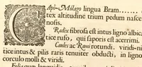 An illustration from Hortus Indicus Malabaricus ?continens regni Malabarici apud Indos cereberrimi onmis generis plantas rariores, Latinas, Malabaricis, Arabicis, Brachmanum charactareibus hominibusque expressas ... /adornatus per Henricum van Rheede, van Draakenstein, ... et Johannem Casearium ... ; notis adauxit, & commentariis illustravit Arnoldus Syen ... (1678)