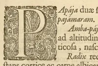 An illustration from Hortus Indicus Malabaricus ?continens regni Malabarici apud Indos cereberrimi onmis generis plantas rariores, Latinas, Malabaricis, Arabicis, Brachmanum charactareibus hominibusque expressas ... /adornatus per Henricum van Rheede, van Draakenstein, ... et Johannem Casearium ... ; notis adauxit, & commentariis illustravit Arnoldus Syen ... (1678)