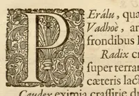 An illustration from Hortus Indicus Malabaricus ?continens regni Malabarici apud Indos cereberrimi onmis generis plantas rariores, Latinas, Malabaricis, Arabicis, Brachmanum charactareibus hominibusque expressas ... /adornatus per Henricum van Rheede, van Draakenstein, ... et Johannem Casearium ... ; notis adauxit, & commentariis illustravit Arnoldus Syen ... (1678)