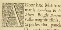 An illustration from Hortus Indicus Malabaricus ?continens regni Malabarici apud Indos cereberrimi onmis generis plantas rariores, Latinas, Malabaricis, Arabicis, Brachmanum charactareibus hominibusque expressas ... /adornatus per Henricum van Rheede, van Draakenstein, ... et Johannem Casearium ... ; notis adauxit, & commentariis illustravit Arnoldus Syen ... (1678)