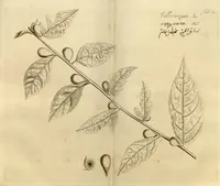 Picture 11 of 34 from Hortus Indicus Malabaricus ?continens regni Malabarici apud Indos cereberrimi onmis generis plantas rariores, Latinas, Malabaricis, Arabicis, Brachmanum charactareibus hominibusque expressas ... /adornatus per Henricum van Rheede, van Draakenstein, ... et Johannem Casearium ... ; notis adauxit, & commentariis illustravit Arnoldus Syen ... (1678), leaf 159