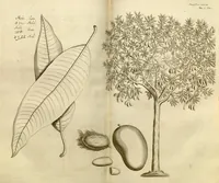 Picture 12 of 34 from Hortus Indicus Malabaricus ?continens regni Malabarici apud Indos cereberrimi onmis generis plantas rariores, Latinas, Malabaricis, Arabicis, Brachmanum charactareibus hominibusque expressas ... /adornatus per Henricum van Rheede, van Draakenstein, ... et Johannem Casearium ... ; notis adauxit, & commentariis illustravit Arnoldus Syen ... (1678), leaf 168