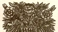Picture 23 of 34 from Hortus Indicus Malabaricus ?continens regni Malabarici apud Indos cereberrimi onmis generis plantas rariores, Latinas, Malabaricis, Arabicis, Brachmanum charactareibus hominibusque expressas ... /adornatus per Henricum van Rheede, van Draakenstein, ... et Johannem Casearium ... ; notis adauxit, & commentariis illustravit Arnoldus Syen ... (1678), leaf 270