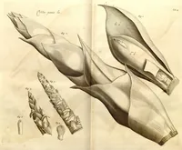 An illustration from Hortus Indicus Malabaricus ?continens regni Malabarici apud Indos cereberrimi onmis generis plantas rariores, Latinas, Malabaricis, Arabicis, Brachmanum charactareibus hominibusque expressas ... /adornatus per Henricum van Rheede, van Draakenstein, ... et Johannem Casearium ... ; notis adauxit, & commentariis illustravit Arnoldus Syen ... (1678)
