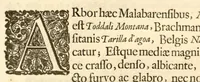 An illustration from Hortus Indicus Malabaricus ?continens regni Malabarici apud Indos cereberrimi onmis generis plantas rariores, Latinas, Malabaricis, Arabicis, Brachmanum charactareibus hominibusque expressas ... /adornatus per Henricum van Rheede, van Draakenstein, ... et Johannem Casearium ... ; notis adauxit, & commentariis illustravit Arnoldus Syen ... (1678)