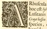 An illustration from Hortus Indicus Malabaricus ?continens regni Malabarici apud Indos cereberrimi onmis generis plantas rariores, Latinas, Malabaricis, Arabicis, Brachmanum charactareibus hominibusque expressas ... /adornatus per Henricum van Rheede, van Draakenstein, ... et Johannem Casearium ... ; notis adauxit, & commentariis illustravit Arnoldus Syen ... (1678)