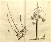 Picture 2 of 34 from Hortus Indicus Malabaricus ?continens regni Malabarici apud Indos cereberrimi onmis generis plantas rariores, Latinas, Malabaricis, Arabicis, Brachmanum charactareibus hominibusque expressas ... /adornatus per Henricum van Rheede, van Draakenstein, ... et Johannem Casearium ... ; notis adauxit, & commentariis illustravit Arnoldus Syen ... (1678), leaf 30